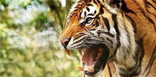 老虎最怕什么动物 看完整个人都不自在了