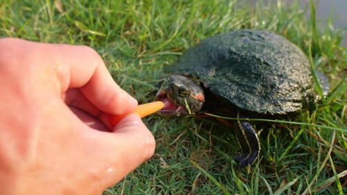 野生乌龟吃素吗 老外喂乌龟吃水果胡萝卜,这乌龟的反应真逗 