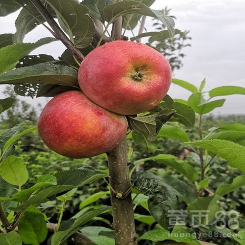 鲁丽苹果苗的种植技术要点,红露与鲁丽哪个品种好