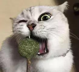 让猫咪上瘾的猫薄荷到底是什么 对猫有害吗