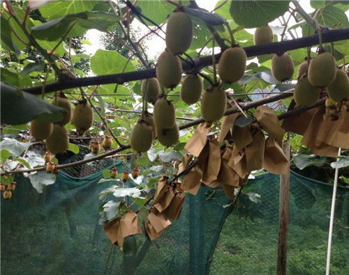 綦江区猕猴桃苗种植基地,红阳猕猴桃苗供应