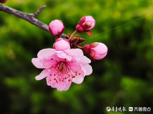 好景山东 临沂郯城美人梅枝头怒放,灿烂芬芳 你知道它的花语吗