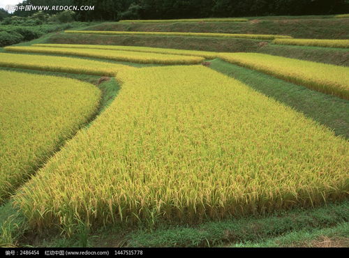 黄澄澄的稻田图片免费下载 编号2486454 红动网 