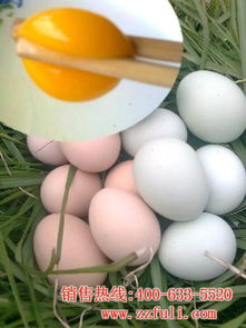 郑州土鸡蛋团购 散养蛋 在线咨询 土鸡蛋 
