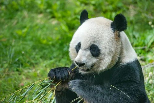 大熊猫需要冬眠吗 它们是怎么过冬的