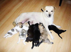 狗狗几个月能生育 