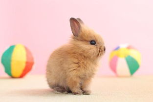 小兔子一直吃纸怎么办 