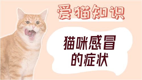 猫咪感冒的症状 