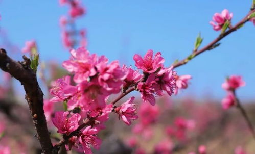 桃花似锦云赏花 滁州桃文化线上旅游节今日启幕