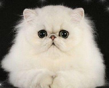 最早的纯人工育种 英国水晶宫猫展上奠定了其英国血统的猫咪