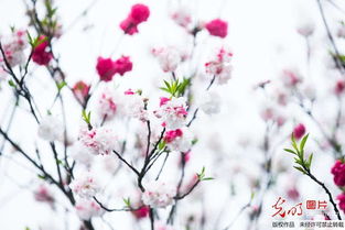 西湖边桃树同时盛开红白花 