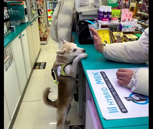流浪狗被好心老板娘收留,它帮忙看便利店,竟成为人见人爱的招牌