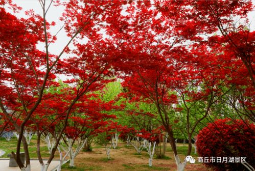 商丘市日月湖 春日红枫无限好 赏枫何须待秋时