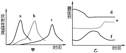 作为一个生命系统.细胞内部的各种结构及其功能既相对独立又彼此联系.实验中用35S标记一定量的氨基酸.来培养某哺乳动物的乳腺细胞.测得内质网.核糖体.高尔基体上放射性强度的变化曲线如图甲所示 