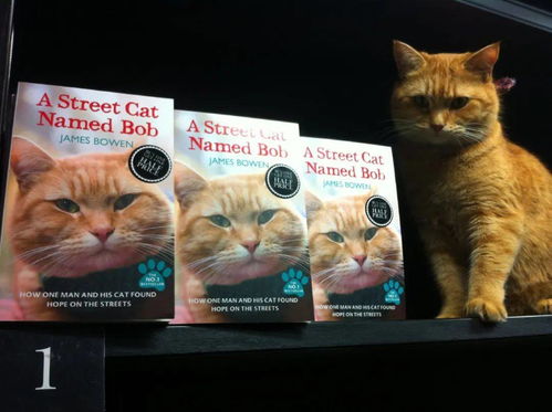 流浪猫鲍勃 原型鲍勃去世 赛博朋克 风的哪吒你见过吗 一周影视圈