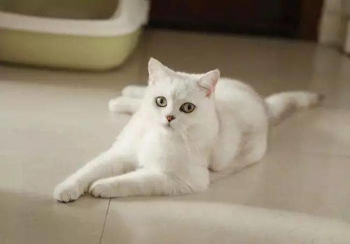 热门的银渐层猫咪是什么猫咪 都有什么特点呢