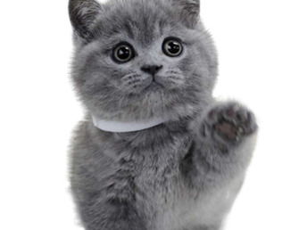 图 河北石家庄纯种英短蓝猫一手出售 石家庄宠物猫 
