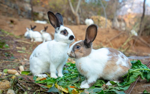 养兔知识 猫狗的益生菌可以给兔子吃吗