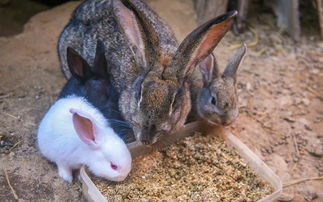 养兔技术 养兔应加强饲养管理,搞好环境卫生