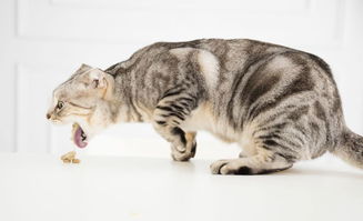 猫咪可以吃淀粉吗（猫咪消化淀粉的食物有哪些）