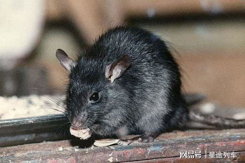 1967年,广州白云机场的两只老鼠差点泄露我国核试验进度