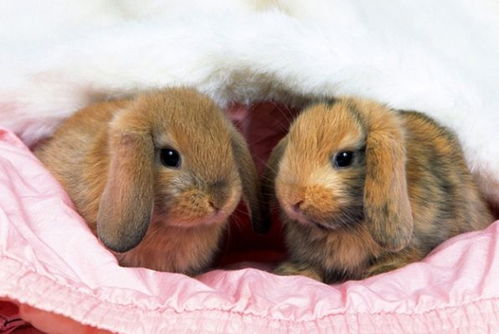 老人常说 属兔的和他在一起最搭配,幸福甜蜜一生