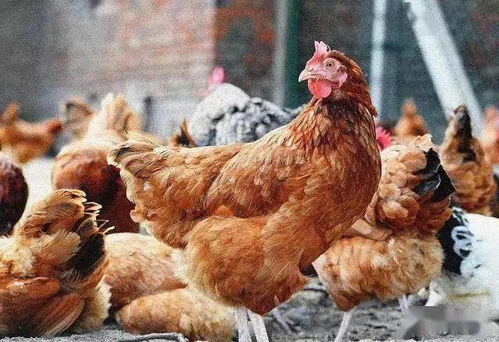 养鸡经验 路边杂草也能利用 有效防治腹泻 咳嗽 白痢等鸡病