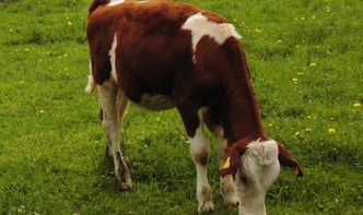 农村常见的牛一般有多重 一天要吃多少草 附一头牛成年前后体重