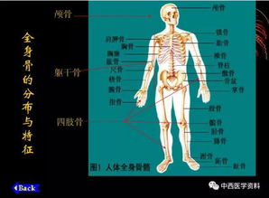 人体解剖学基础知识 