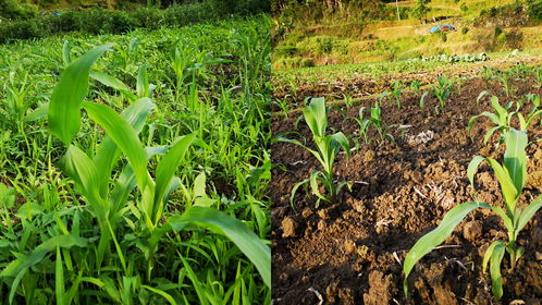 年轻人科学种植玉米,老一辈靠经验,这2种方法哪种能高产 