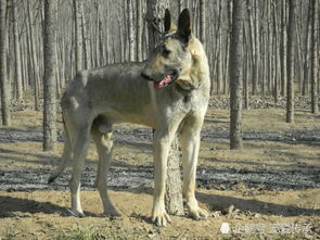 东北农村喜欢饲养的4种烈性犬,一种由母熊养大,一种是野狼后代