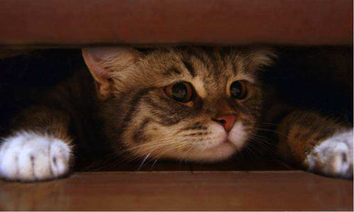 盘点猫咪喜欢藏身的8个地方,最后一个你家的猫咪一定也待过 