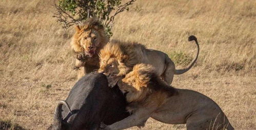狮子虐杀小野牛,80头野牛找狮子报仇,镜头拍下暴揍全过程