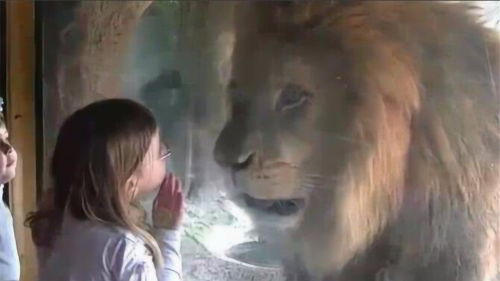 小女孩隔着玻璃亲吻狮子,下一秒惨遭 威胁 ,镜头记录全过程 