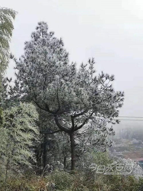 今天,永安这里被满山遍野的雾淞打扮得如童话世界一般