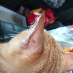 猫咪耳朵上突然长了这个,是不是猫癣啊 只有耳朵上这一小点突然这么长出来一个红点点 