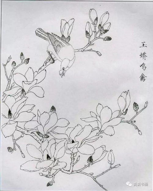 工笔画玉兰花白描底稿 图片搜索