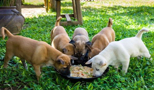 幼犬粮和成犬粮有什么区别,幼犬真的特殊到需要不同的狗粮吗