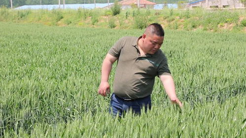 亲耕田种植大户 不会种地 的种植大户