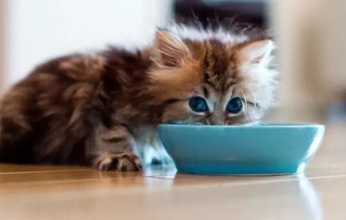 幼猫腹泻 软便怎么办 玻璃胃 猫咪的养护手册