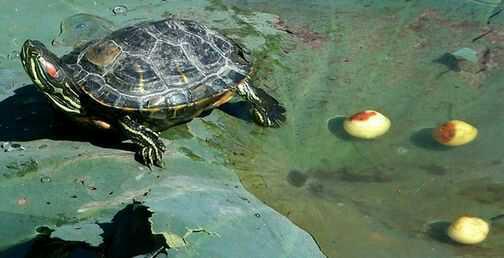 家养乌龟下蛋能吃吗 
