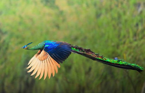 中国本土原生绿孔雀,脖子羽状如龙鳞,数量不足500只