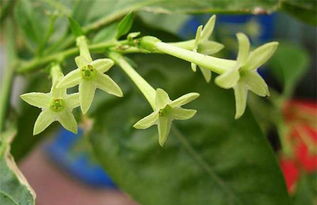 食用夜来香花图片大全 搜狗图片搜索