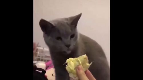一只被迫吃榴莲的猫咪,吃吐了 