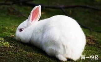 大耳白兔怎么养 大耳白兔饲养方法手册