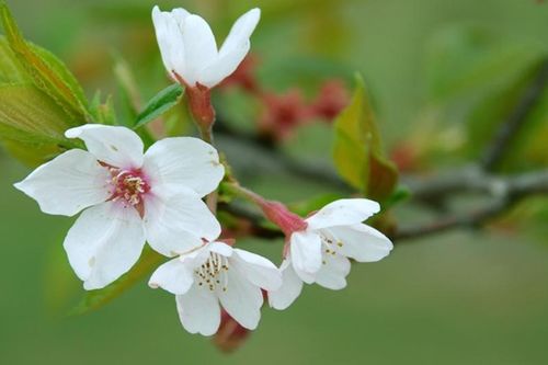 梨花的花语是什么 