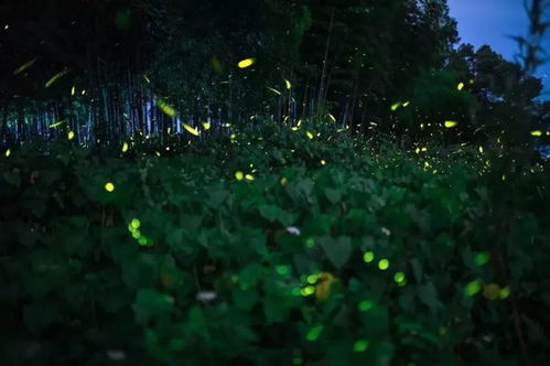 仲夏之夜,一起来梯田看萤火