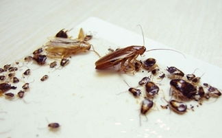 灭蟑螂方法之物理和化学相结合,效果显著