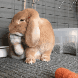 兔兔跺脚是在向主人表达什么 