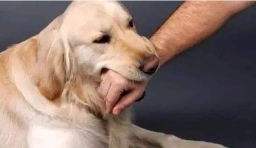 我们摸狗狗头时,为何会被咬手 在狗狗眼中意味着什么